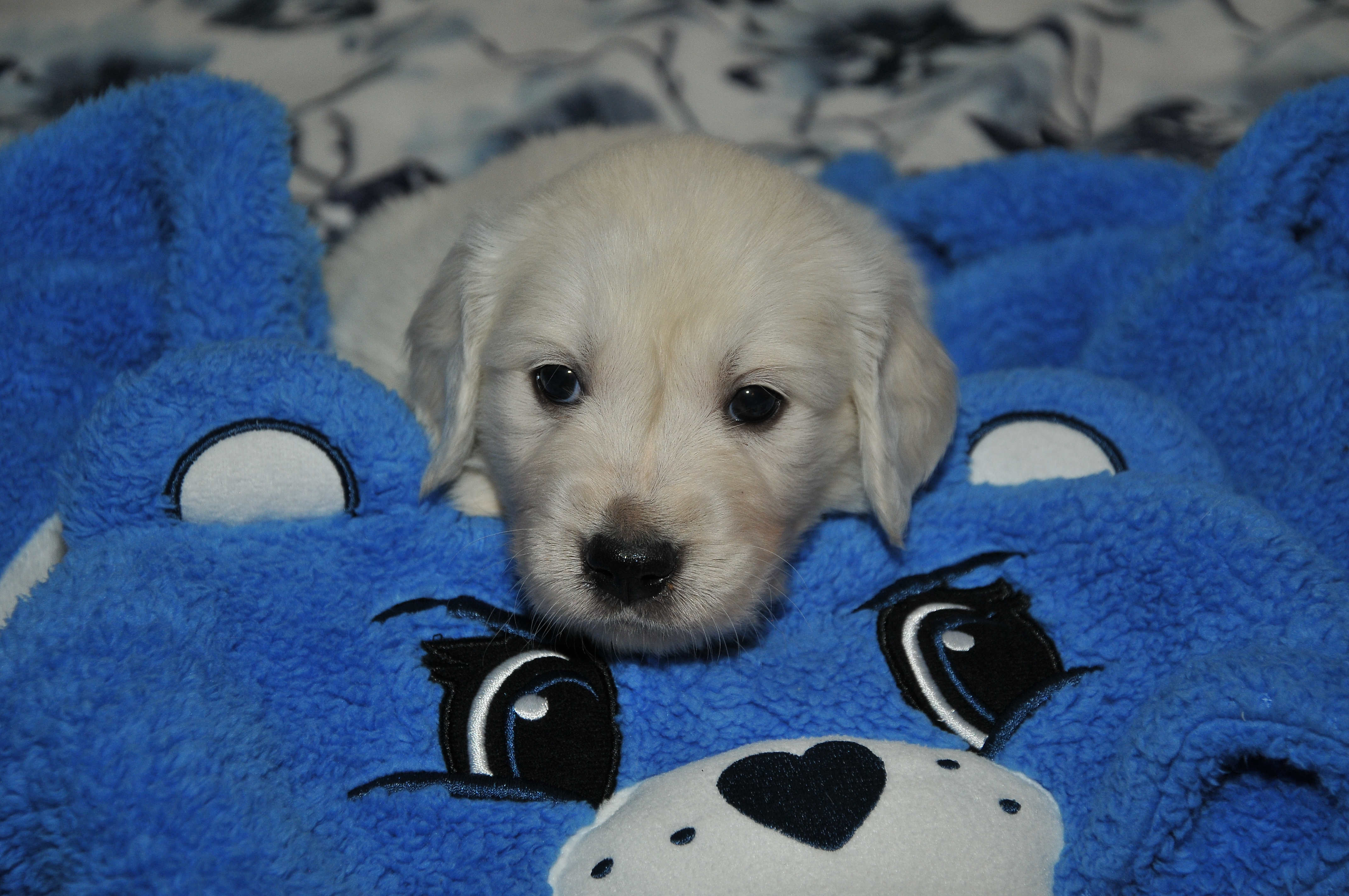 First photo of Magic, a cute Golden Retriever puppy.